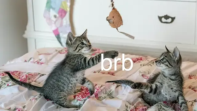 StripChat Pink_girl0n is Freechat Pink_girl0n — Spanking 20